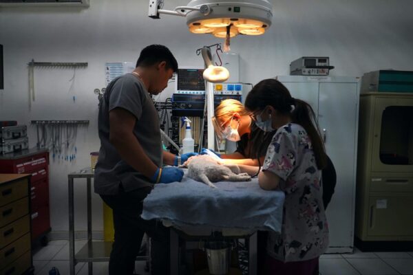 perroandaluz-veterinaria-tijuana-mexico-hospital-mascotas-pet-1